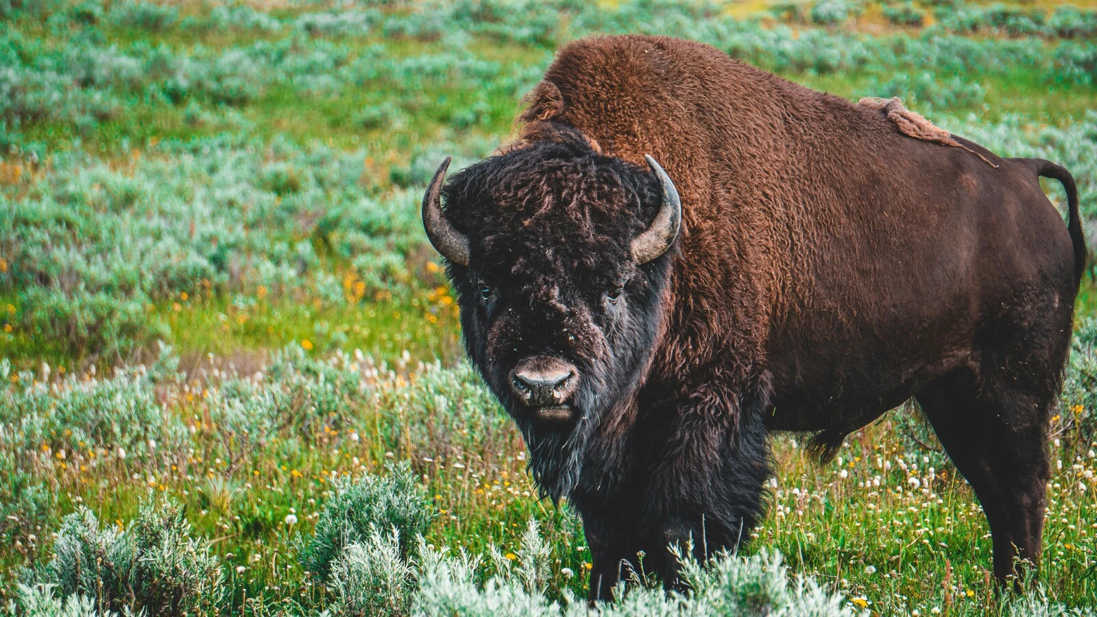 Rewilding Europe with bison is good for the planet, says new study