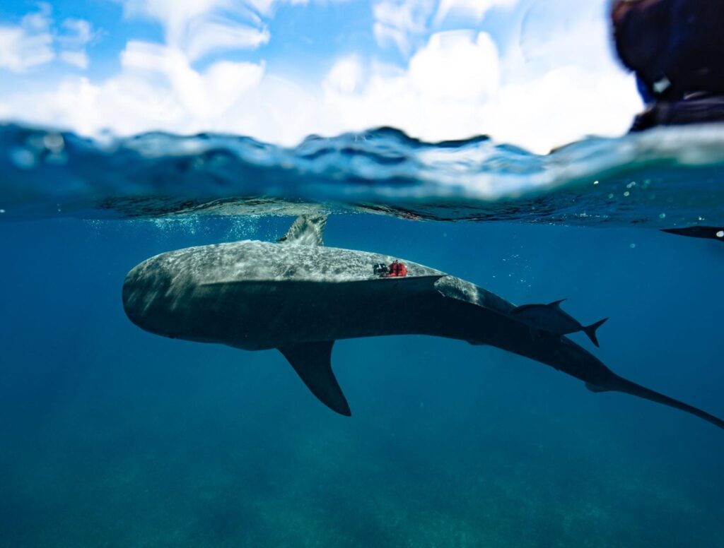 OP-ED | Reestablishing Our Partnership with Nature